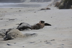 Sleeping Seals